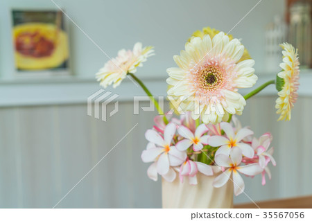 white gerbera 35567056