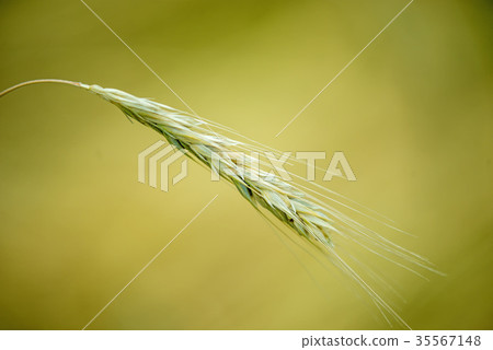 perennial rye, old rye perennial rye, old rye 35567148