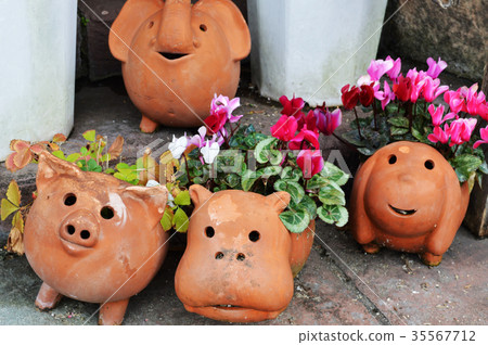 Garden cyclamen Garden cyclamen 35567712