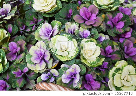 Leaf button Leaf button 35567713