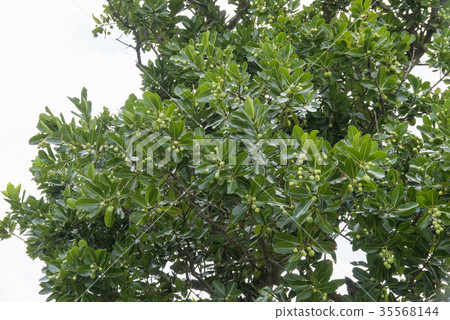 Yarabu (Teriha Boku) Yarabu (Teriha Boku) 35568144