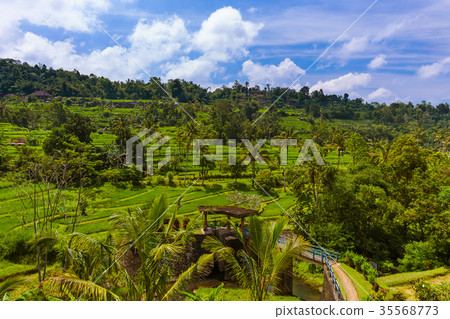 Rice fields - Bali island Indonesia 35568773