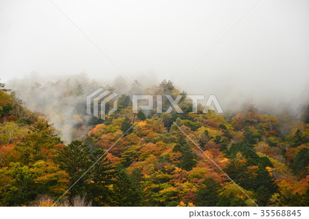 Mid-Autumn Valley of the Fall 35568845