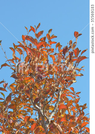 Sharano樹秋葉 Sharano樹秋葉 35569183