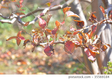 Sharano樹秋葉 35569184