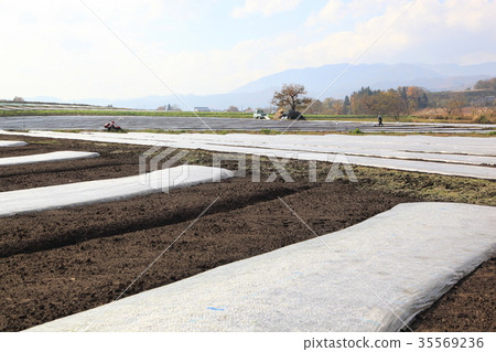 Field of vinyl multi (autumn multi) 35569236