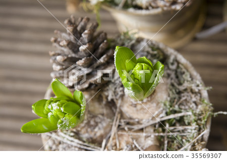 hyacinth bulbs in pot 35569307