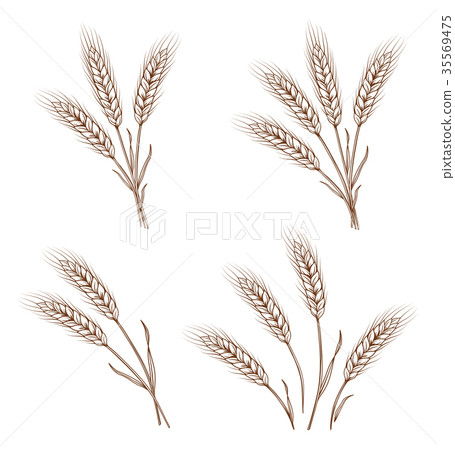 hand drawn wheat ears and sheaves hand drawn wheat ears and sheaves 35569475