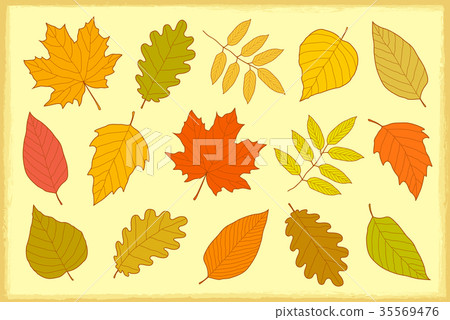 set of hand drawn isolated autumn leaves 35569476