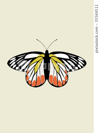 Butterfly Icon Vector Butterfly Icon Vector 35569511