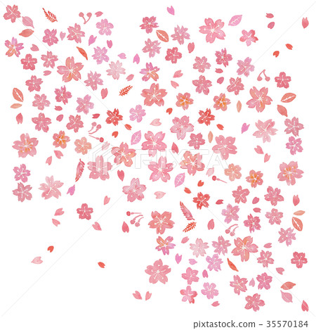 Sakura watercolor white background - Stock Illustration [35570184] - PIXTA