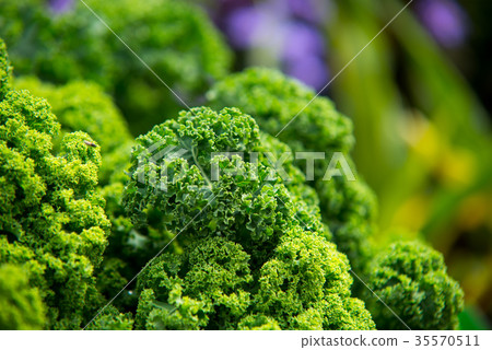 close up on Kale. Green vegetable leaves, close up on Kale. Green vegetable leaves, 35570511