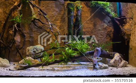 close up on green fresh water aquarium close up on green fresh water aquarium 35570516