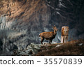 Wild mountain goat standing on a cliff in the Alps 35570839