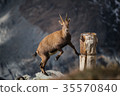 Wild mountain goat standing on a cliff in the Alps 35570840