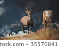 Wild mountain goat standing on a cliff in the Alps 35570841