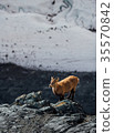 Wild mountain goat standing on a cliff in the Alps 35570842