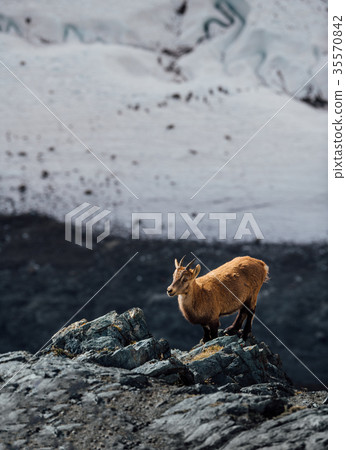 Wild mountain goat standing on a cliff in the Alps 35570842