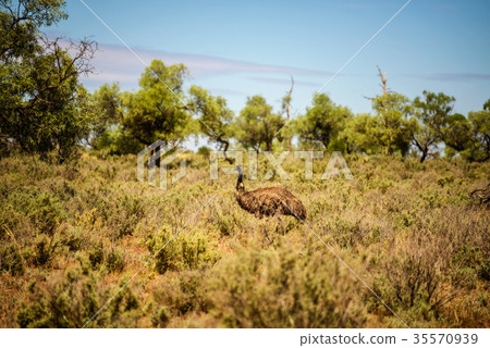 Australian emu walking in Mungo National Park Australian emu walking in Mungo National Park 35570939