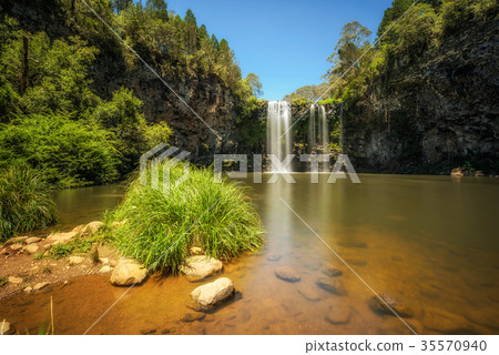 Dangar Falls in the Rainforest of Dorrigo National Dangar Falls in the Rainforest of Dorrigo National 35570940