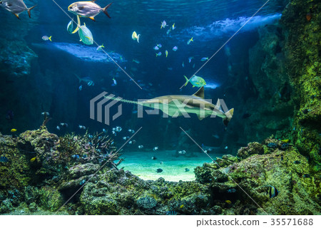 Large sawfish and other fishes swimming in a large 35571688