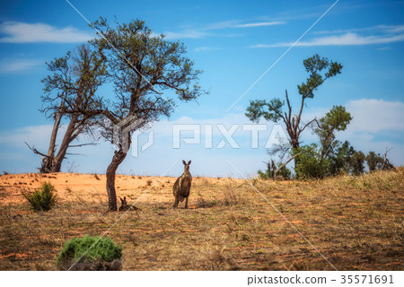 Kangaroos in Mungo National Park, Australia 35571691
