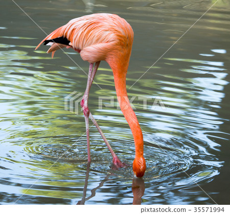 Pink flamingo on a pond in nature Pink flamingo on a pond in nature 35571994