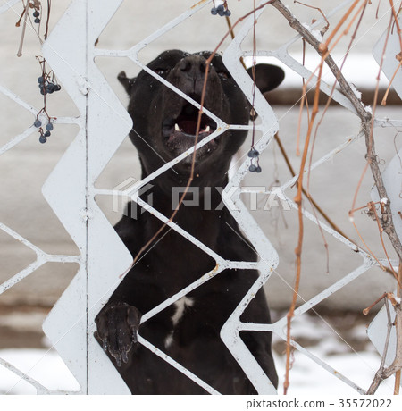angry dog behind a fence 35572022