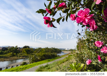 Walking path where sasanka blooms 35572034