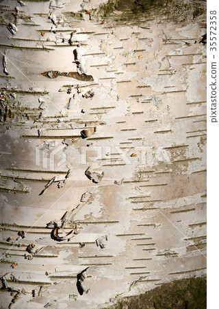 birch pattern birch pattern 35572358