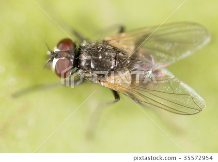 fly on a green leaf. macro 35572954