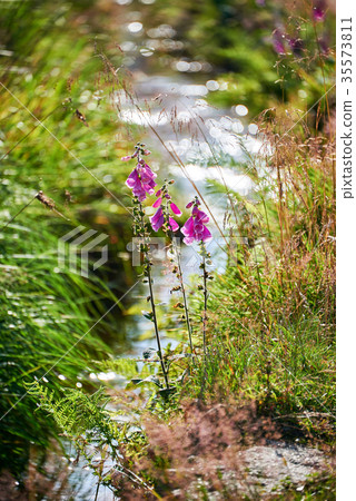 red purpurea in front of a creek with sunrays red purpurea in front of a creek with sunrays 35573811