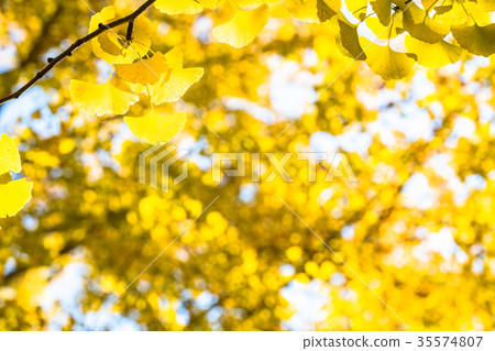 Golden ginkgo 35574807