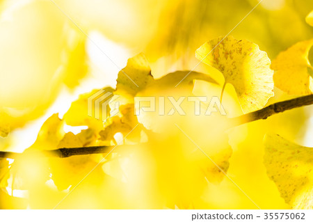 Golden ginkgo Golden ginkgo 35575062