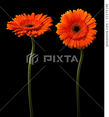 Gerbera set isolated on black 35575196