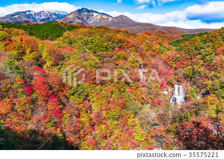 "Tochigi Prefecture" Kirigaki plateau of autumnal leaves 35575221