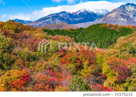 "Tochigi Prefecture" Kirigaki plateau of autumnal leaves 35575232