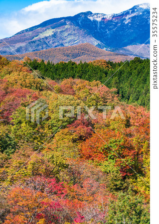 "Tochigi Prefecture" Kirigaki plateau of autumnal leaves 35575234
