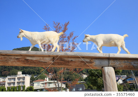 Tokuyama Zoo Runcha♪ Runcha Goat 35575460