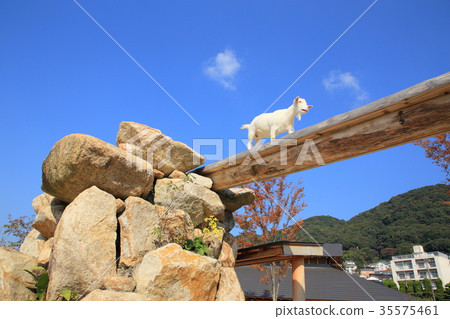 Tokuyama Zoo Runcha♪ Runcha Goat Tokuyama Zoo Runcha♪ Runcha Goat 35575461