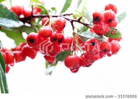 花園樹“火棘紅色水果”枚方,大阪 花園樹“火棘紅色水果”枚方,大阪 35576009