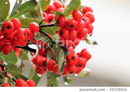 花園樹“火棘紅色水果”枚方,大阪 花園樹“火棘紅色水果”枚方,大阪 35576010