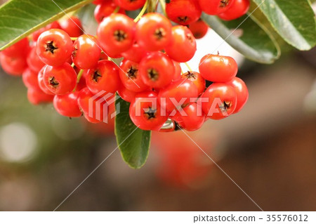 花園樹“火棘紅色水果”枚方,大阪 花園樹“火棘紅色水果”枚方,大阪 35576012