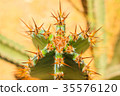 Green cactus drows 35576120