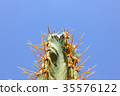 Green cactus drows 35576122