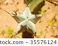 Green cactus drows 35576124