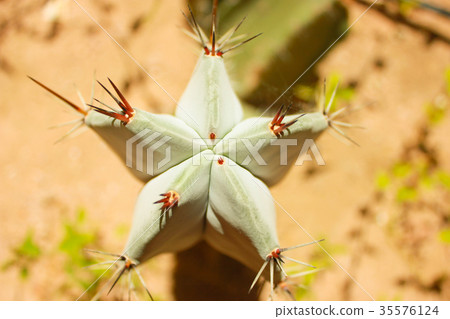 Green cactus drows Green cactus drows 35576124