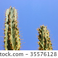 Green cactus drows 35576128