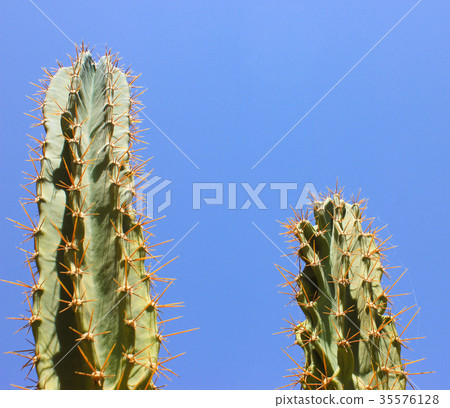 Green cactus drows Green cactus drows 35576128