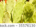 Green cactus drows 35576130